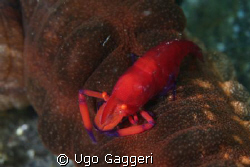 Another "passenger" for a sea cocumber. Lembeh Streit. by Ugo Gaggeri 